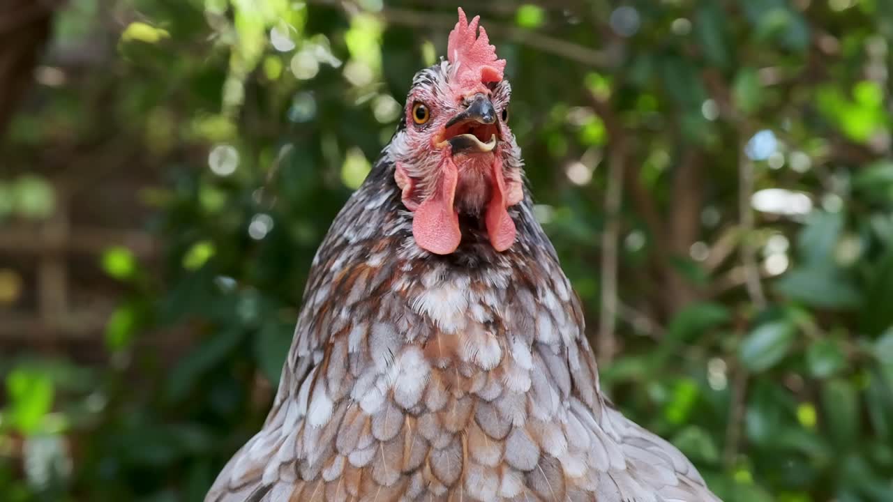 una gallina gris afuera bajo algunos árboles jadeando debido al calor del día
