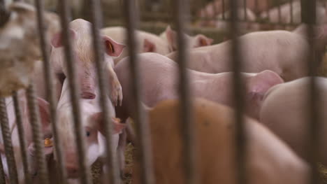 pigs piglets on livestock farm