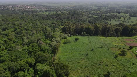 Exuberante-Follaje-Y-Vegetación-Con-Paisaje-Urbano-Distante-En-Kilimanjaro,-Kenia