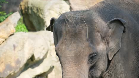 primer plano de una cara de elefante en tanzania, áfrica