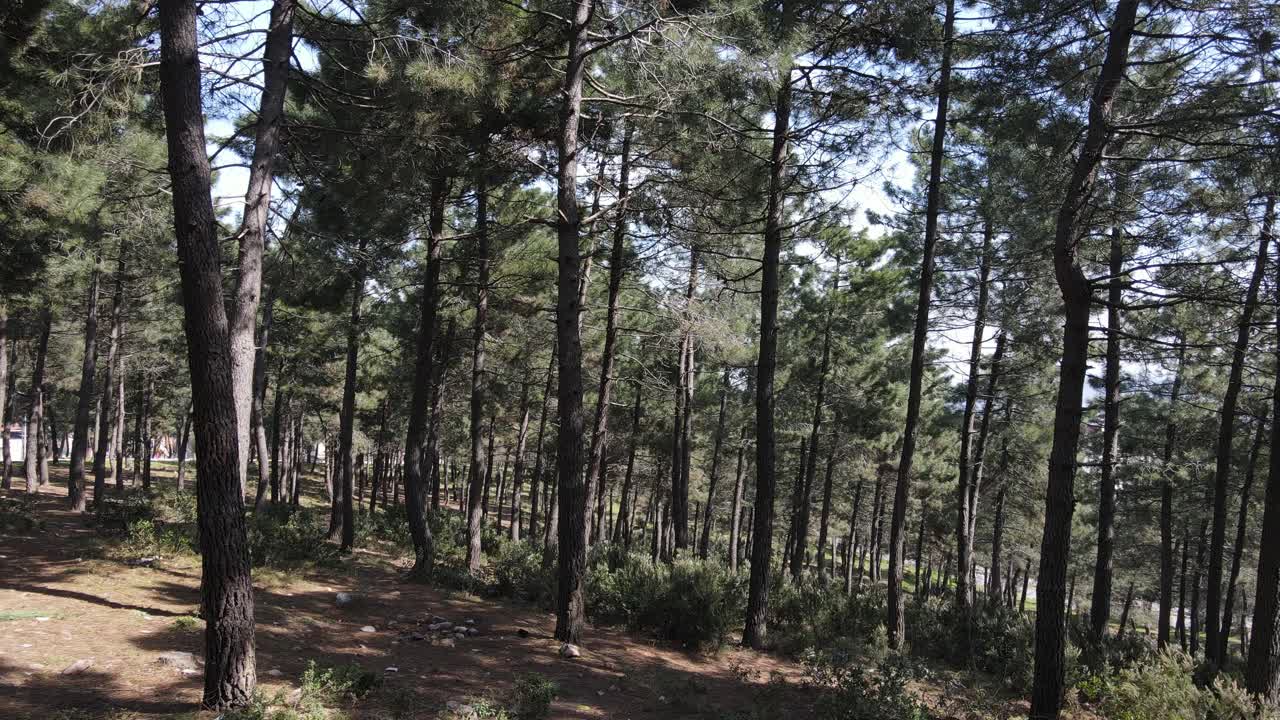 arboles del bosque abejón aéreo