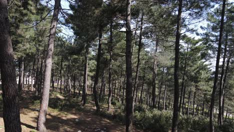 Aerial-Drone-Forest-Trees