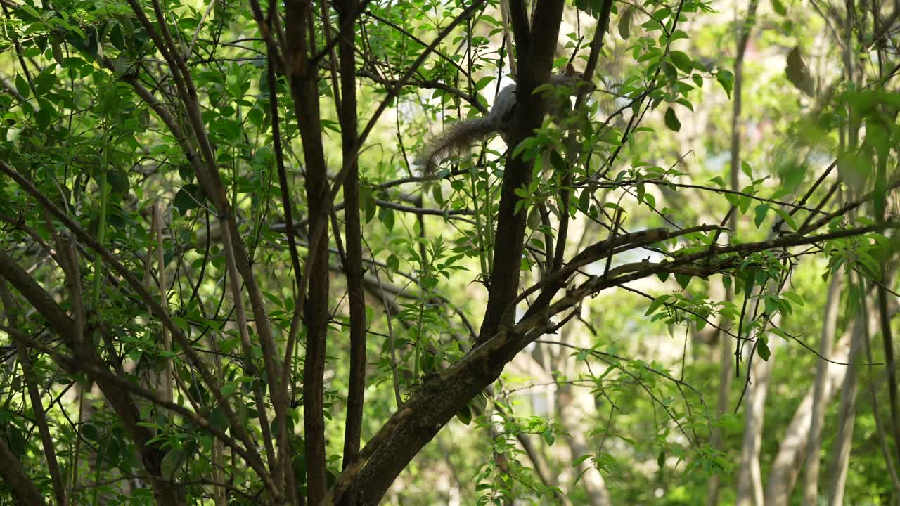A slow motion shot of a squirrel jumping from a tree to another