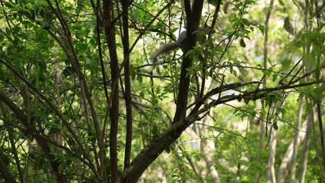 Eine-Zeitlupenaufnahme-Eines-Eichhörnchens,-Das-Von-Einem-Baum-Zum-Anderen-Springt