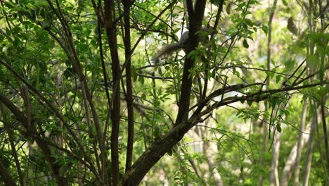 a slow motion shot of a squirrel jumping from a tree to another