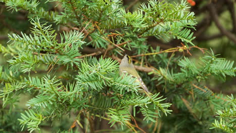 Goldcrest--Bird-Feeding-on-Spruce-Branches