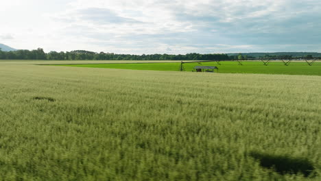 agricultural sprinkler irrigating a vast wheat field in dardanelle, arkansas, under clear skies