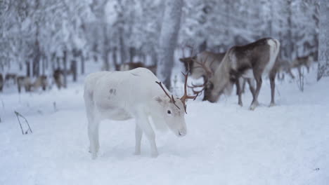 slowmotion of a white reindeer with antlers walking among other reindeer in a snowy forest in lapland finland