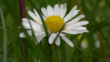 close macro view of white and yellow wildflower in garden england uk during spring