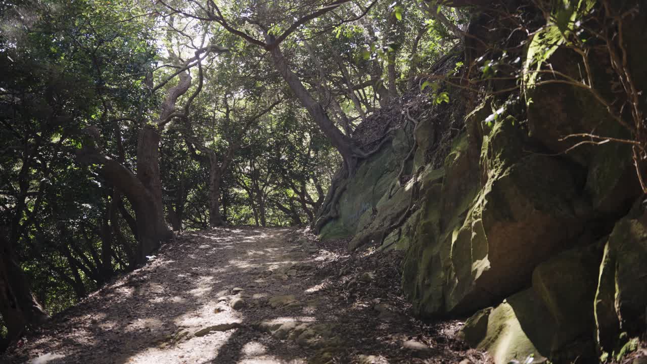 Forest Hike on Tomogashima in Wakayama Prefecture, Japan