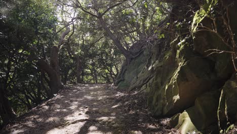 forest hike on tomogashima in wakayama prefecture, japan