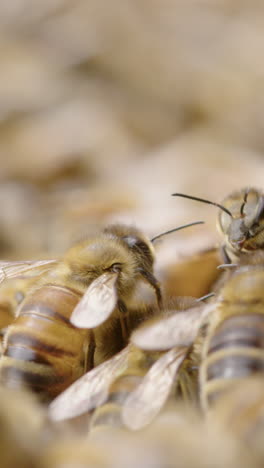 macro shot of honeybees moving on beehive, ecosystem keystone species, vertical