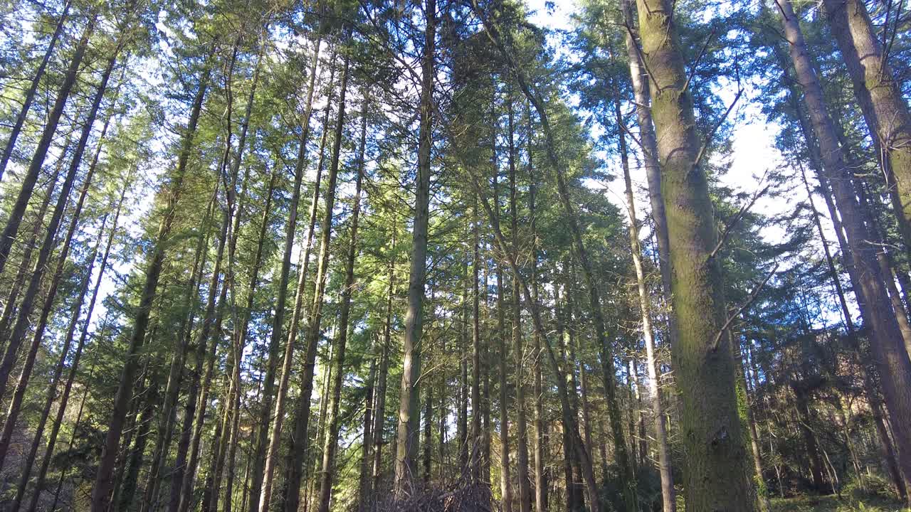 Ripresa in ascesa di un riparo di sopravvivenza da bivacco fatto di rami in una pineta con la luce del sole che filtra