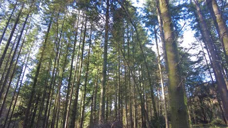 disparo ascendente de un refugio de supervivencia bivouac hecho de ramas en un bosque de pinos con la luz del sol fluyendo a través