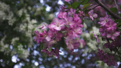 pink blossoms on a tree branch