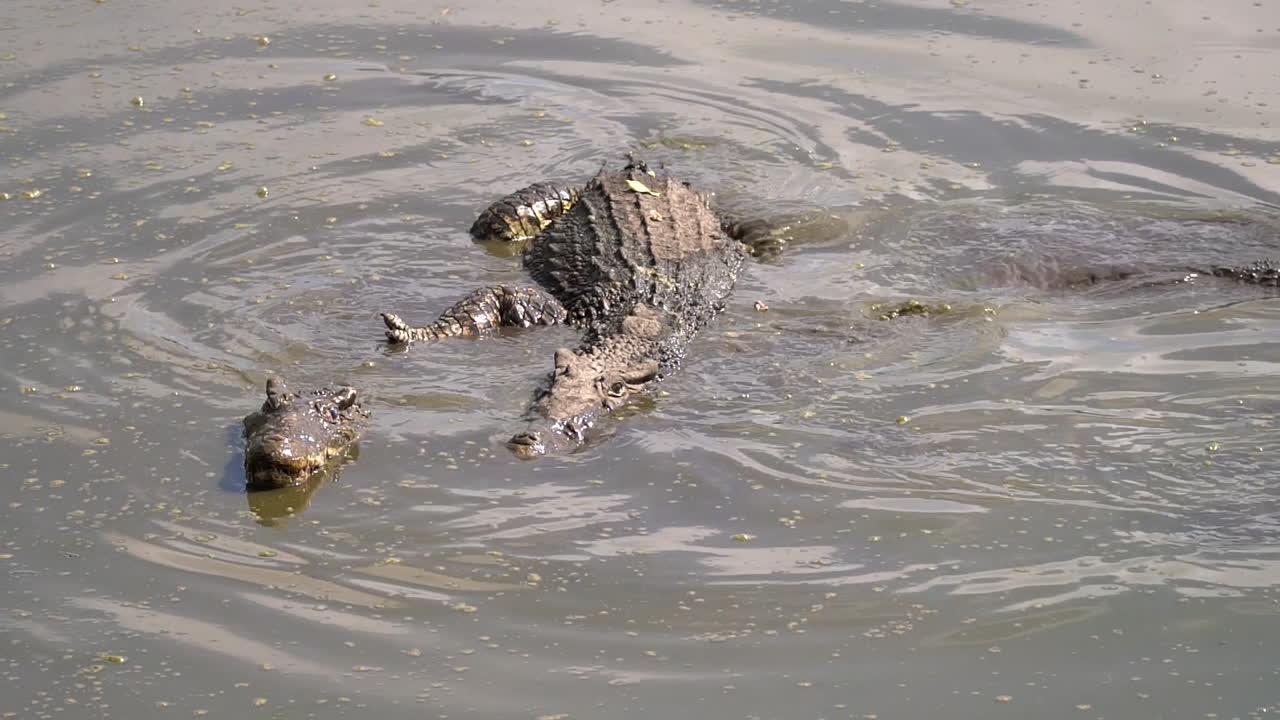 los cocodrilos se aparean en agua fangosa en cuba