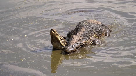 los cocodrilos se aparean en agua fangosa en cuba