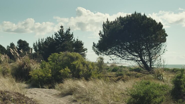 Lenta panoramica di un sentiero sabbioso tra cespugli e alberi vicino alla spiaggia in Nuova Zelanda