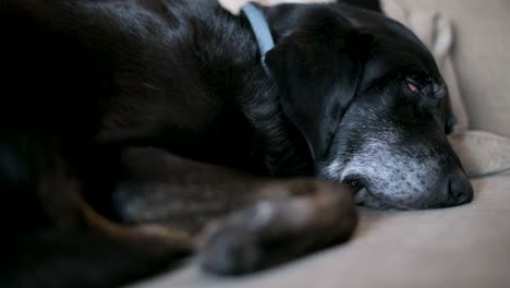 a senior black dog is seen sleeping on a couch