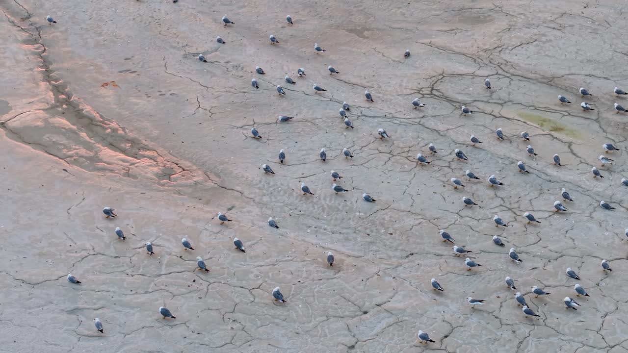 Aerial drone view of a rocky shoreline with numerous black birds scattered across the light-colored ground