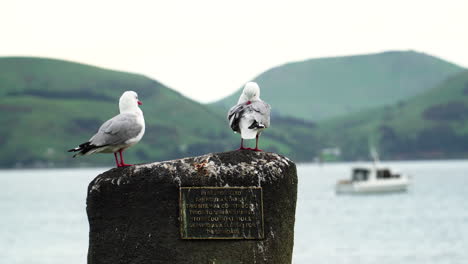 seagulls cleaning their feathers are standing on a rock in port chalmers, dunedin, new zealand