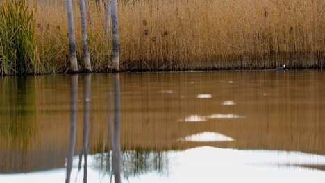 Low-angle-shot-over-farm-dam-surface-of-reflected-vegetation-with-Red-knobbed-coot-swimming