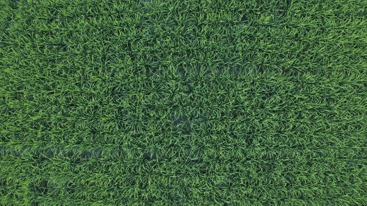 vista de arriba hacia abajo del campo de arroz completo listo para cosechar, toma aérea