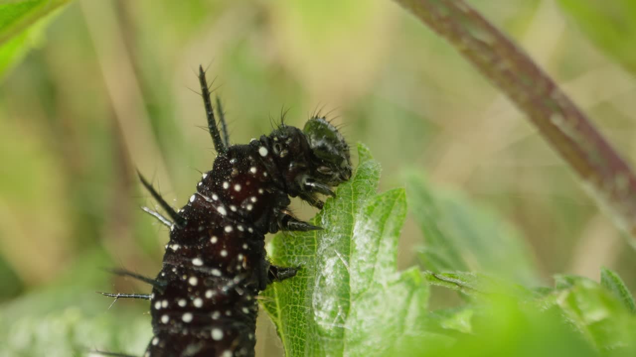Peacock caterpillar arches forward to chew, resting on bright leaf surface