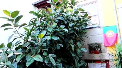 yellow house with portuguese flag hanging on facade next to large rubber fig plant