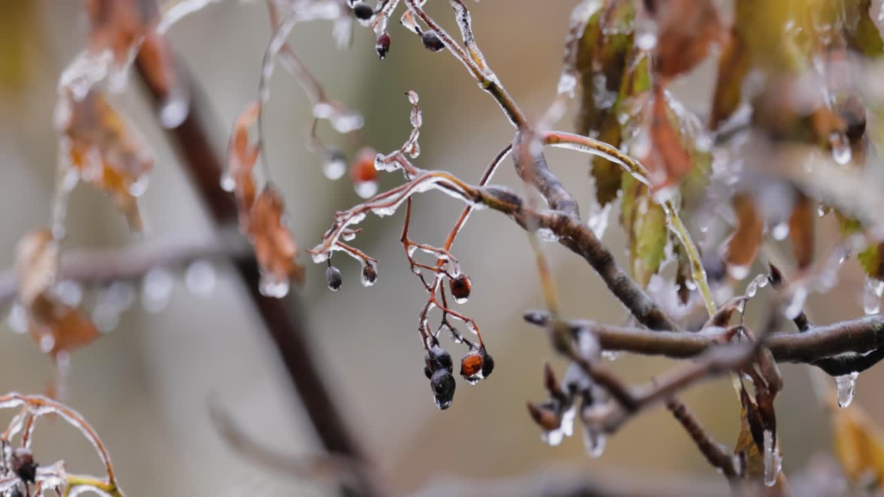 나무의 잎과 가지는 늦은 가을의 첫 번째 아침 얼음으로 얼어붙었습니다.