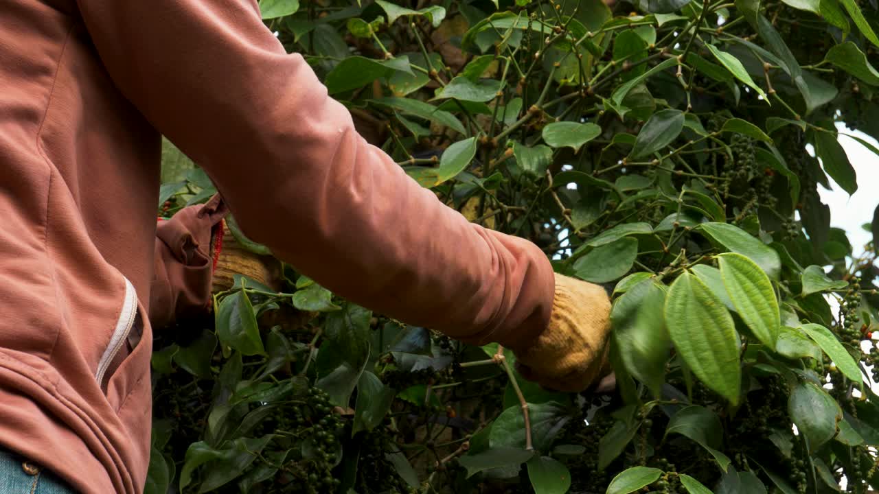 Pessoa colhendo e arrancando grãos de pimenta fresca da videira da planta, vista por trás.