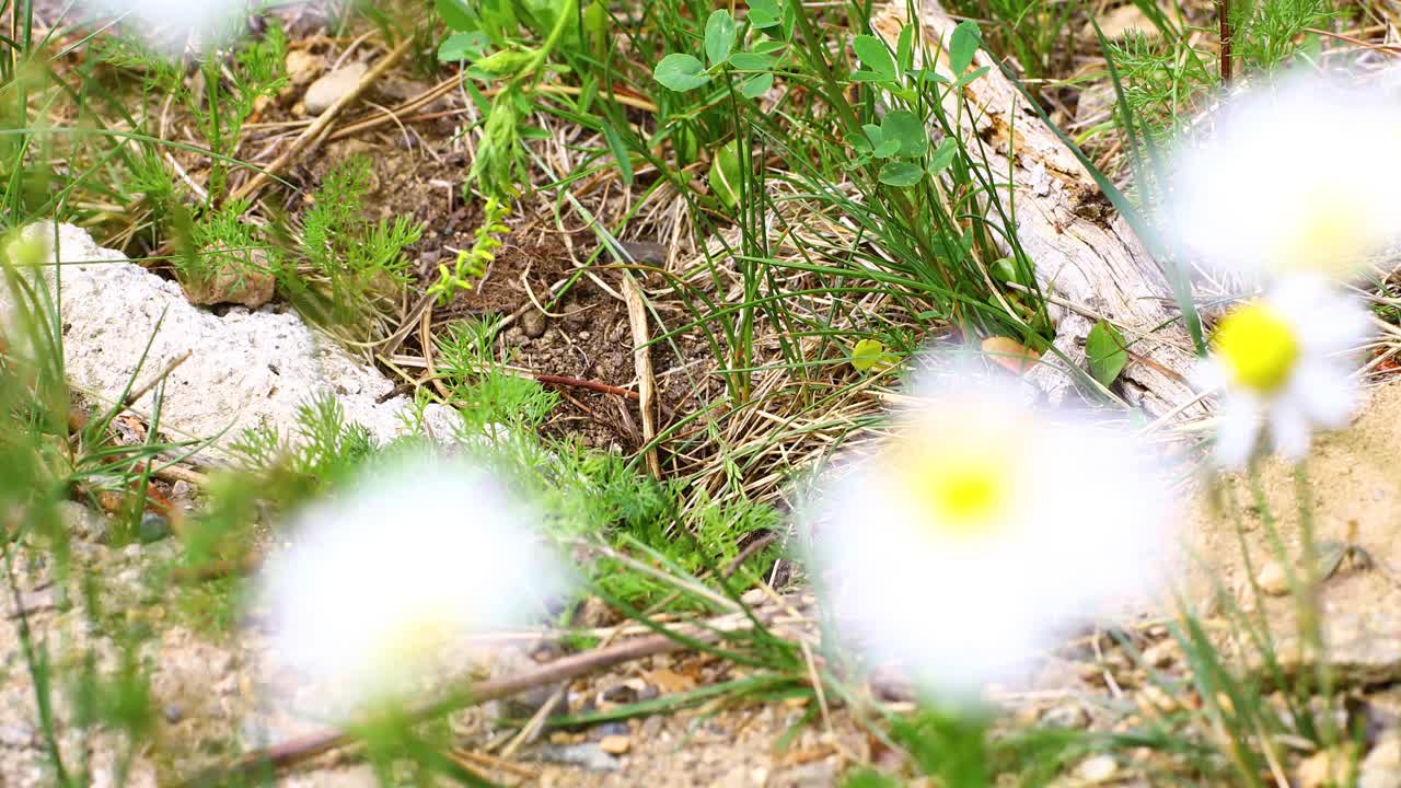Static video of a chipmunk coming out of the ground. This was shot in Breckenridge Colorado.