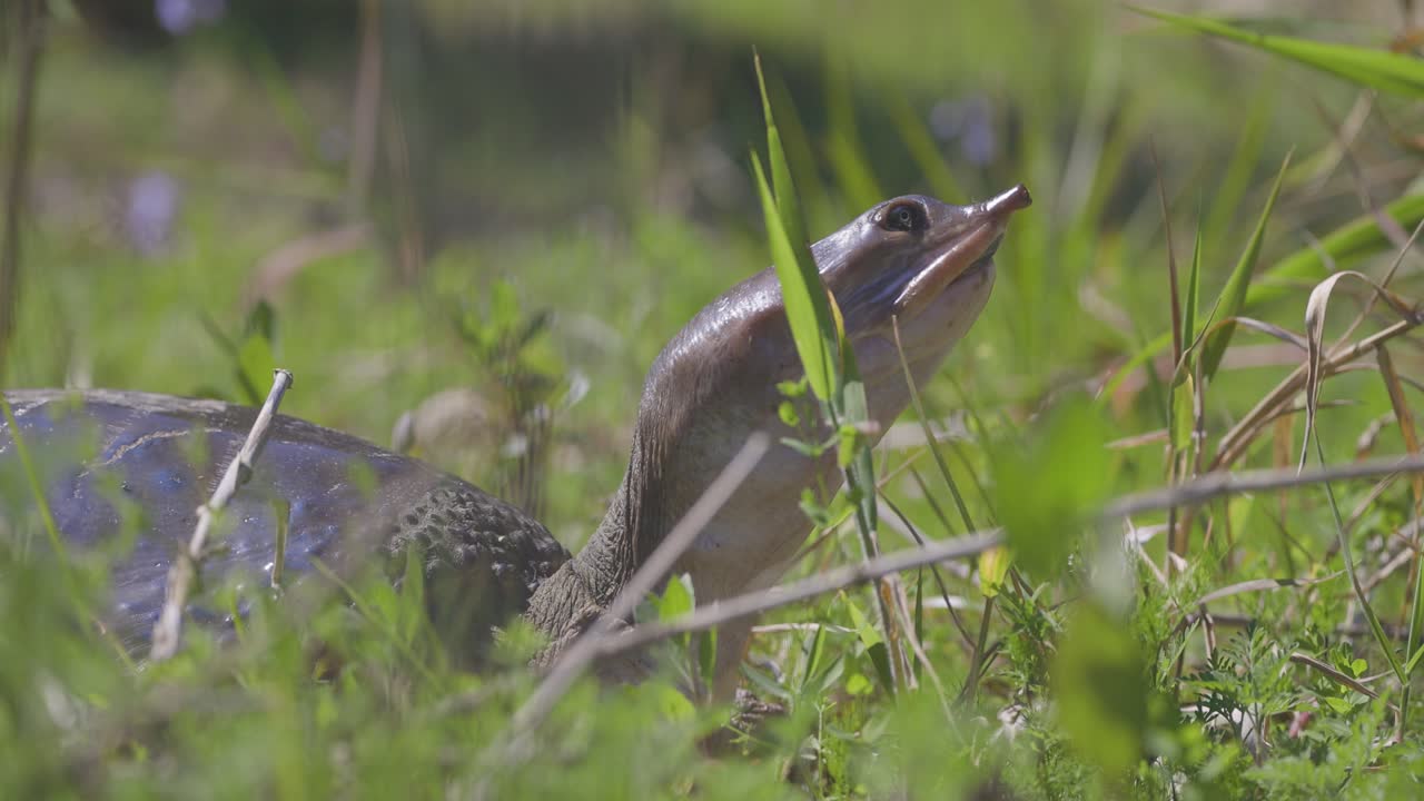 A softshell turtle moves through grassy terrain, its leathery shell and elongated snout visible as it navigates its environment
