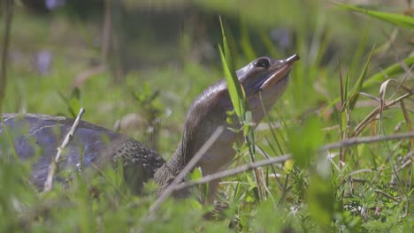 a softshell turtle moves through grassy terrain, its leathery shell and elongated snout visible as it navigates its environment