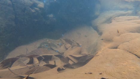 cardumen de peces danio nadando bajo agua con zancudos en agua dulce con hojas caídas