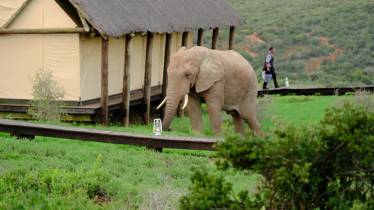 An elephant calmly walks along a lodge as a cleaning lady exits one of the huts. A rare encounter blending wildlife and hospitality.