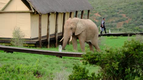 an elephant calmly walks along a lodge as a cleaning lady exits one of the huts. a rare encounter blending wildlife and hospitality.