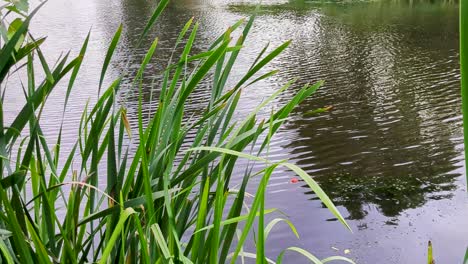 4k 60fps bubble float laying on the surface fishing in a small pond coarse angling - panoramic shot