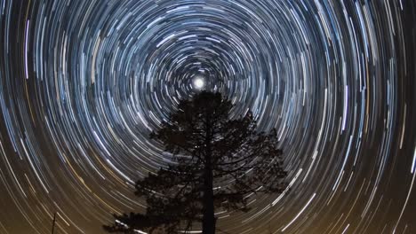 star trails above a silhouetted tree