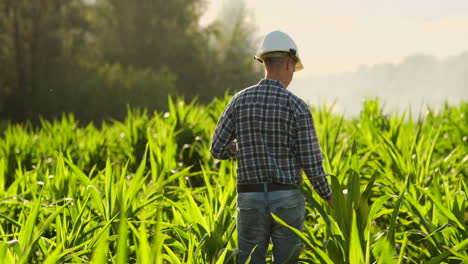 Back-view:-the-Modern-farmer-in-his-shirt-and-baseball-cap-with-tablet-computer-in-the-hands-of-the-hand-touches-the-leaves-of-corn-in-field-at-sunset-by-analyzing-the-state-of-the-harvest-and-health-of-plants.-Modern-agriculture