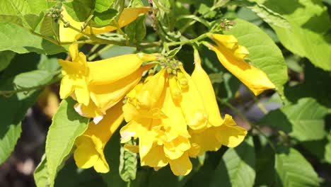 yellow flowers gently swaying in the breeze