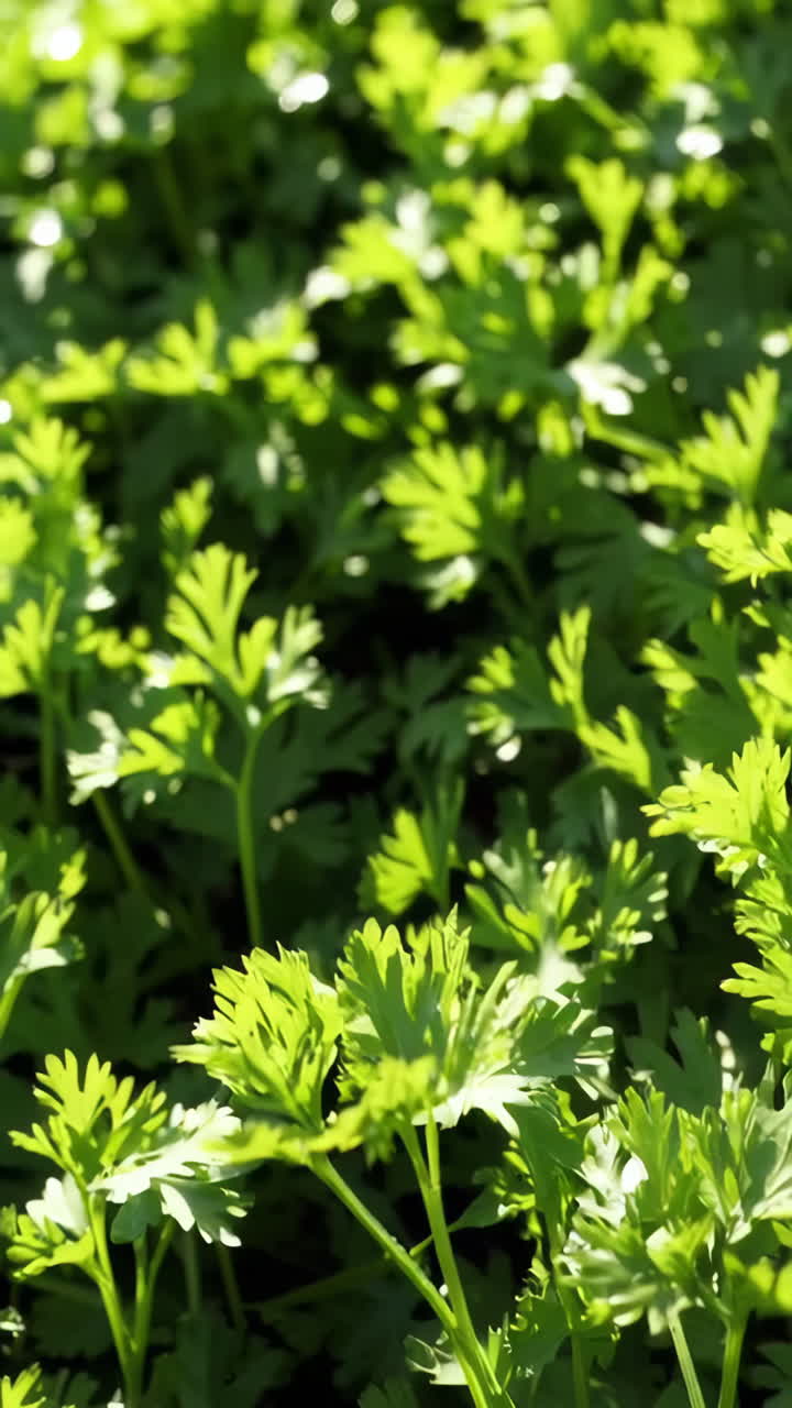 Close-up of Coriander Plants