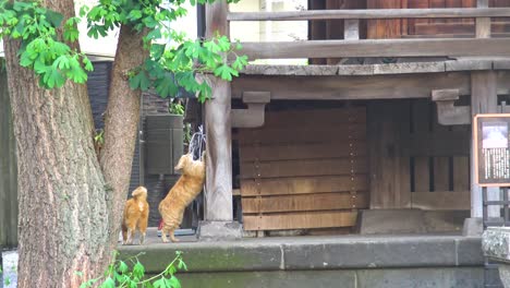 cats playing with each other in the shrine