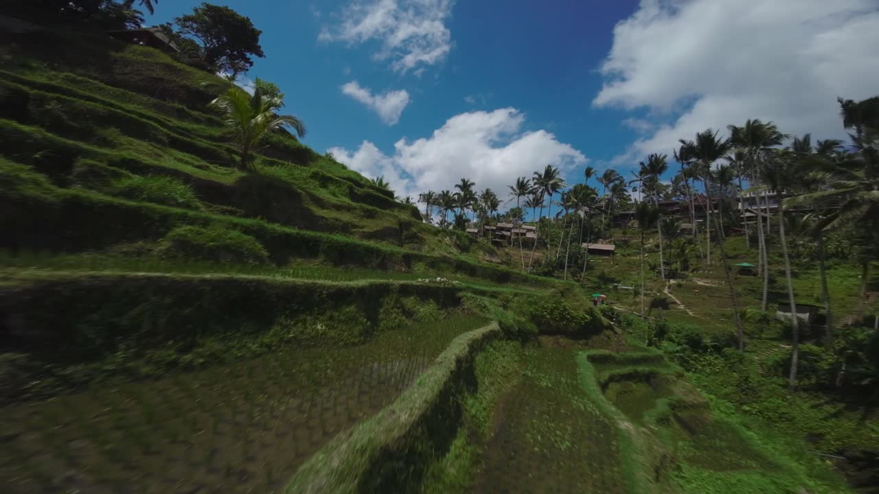 Stunning terraced rice fields amidst lush green landscape with palm trees under a bright blue sky