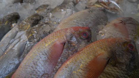 Seafood-ocean-fish-on-ice-on-display-for-sale