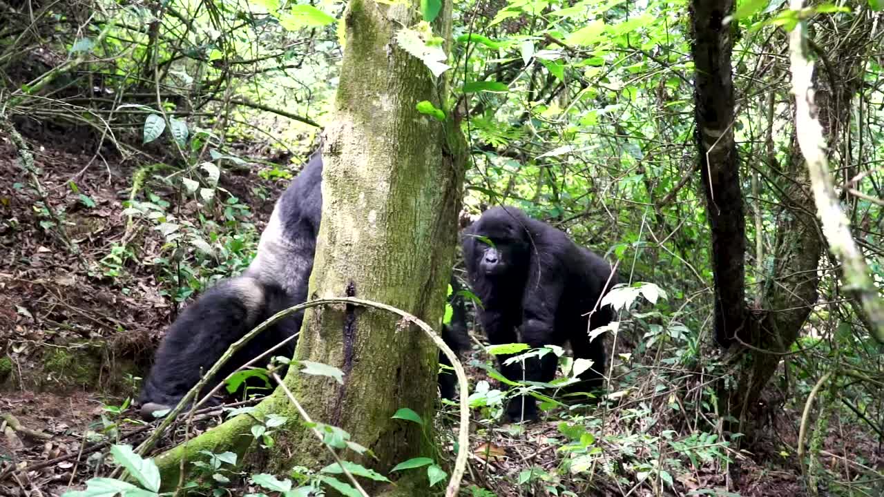 Grande gorilla di montagna maschio che cammina a quattro zampe nella foresta pluviale dell'Uganda.