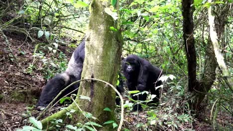 Riesiger-Berggorilla-Männchen,-Der-Auf-Allen-Vieren-Im-Regenwald-Ugandas-Läuft