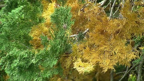 Primer-Plano-Del-árbol-De-Arborvitae-Dorado-Y-Verde