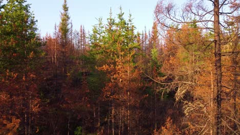 Flying-Through-Charred-And-Re-sprouting-Trees-In-The-Forest-In-Quebec,-Canada