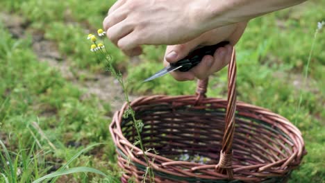 close up male gardener harvesting chamomile flowers from garden into wicker basket in slow motion